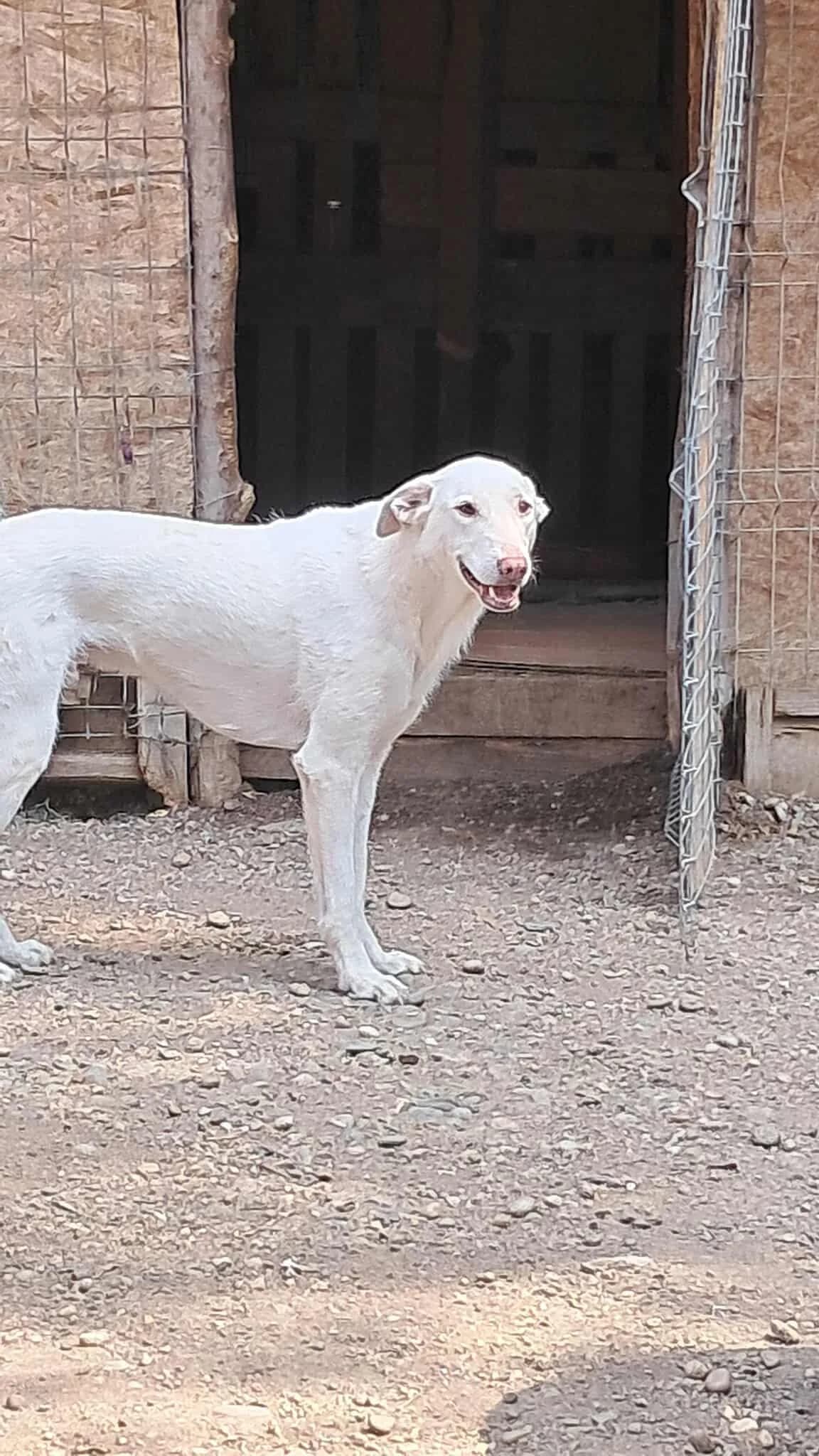 πΎππΎ MUCK πΎππΎ, Mixed Breed for adoption at Amys Pfotenfreunde e.V., Langenhagen
