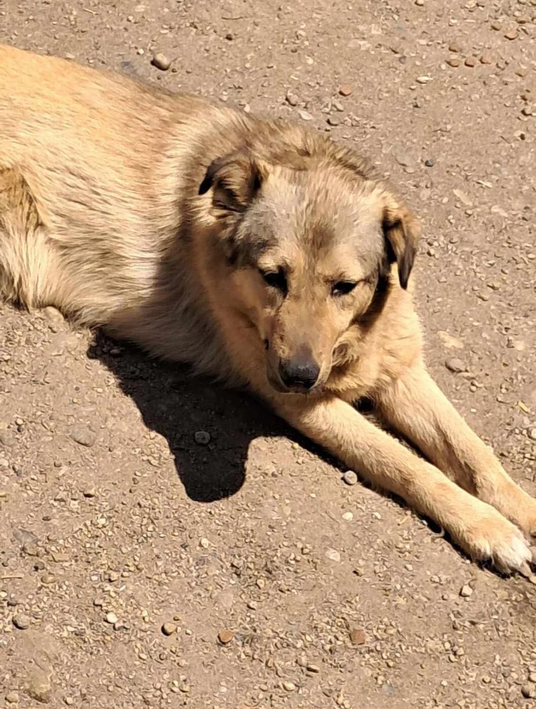 🐾💟🐾 BERTI 🐾💟🐾, Mixed Breed for adoption at Amys Pfotenfreunde e.V., Langenhagen