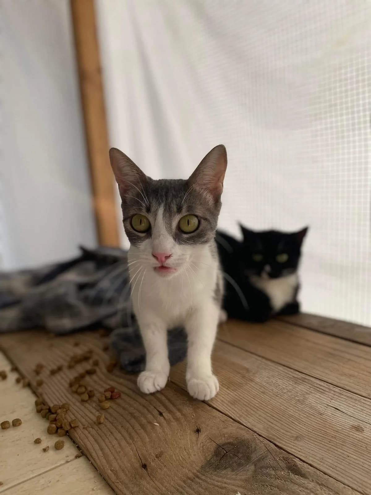 🐾💟🐾FASHOOM🐾💟🐾, Mixed Breed for adoption at Amys Pfotenfreunde e.V., Langenhagen