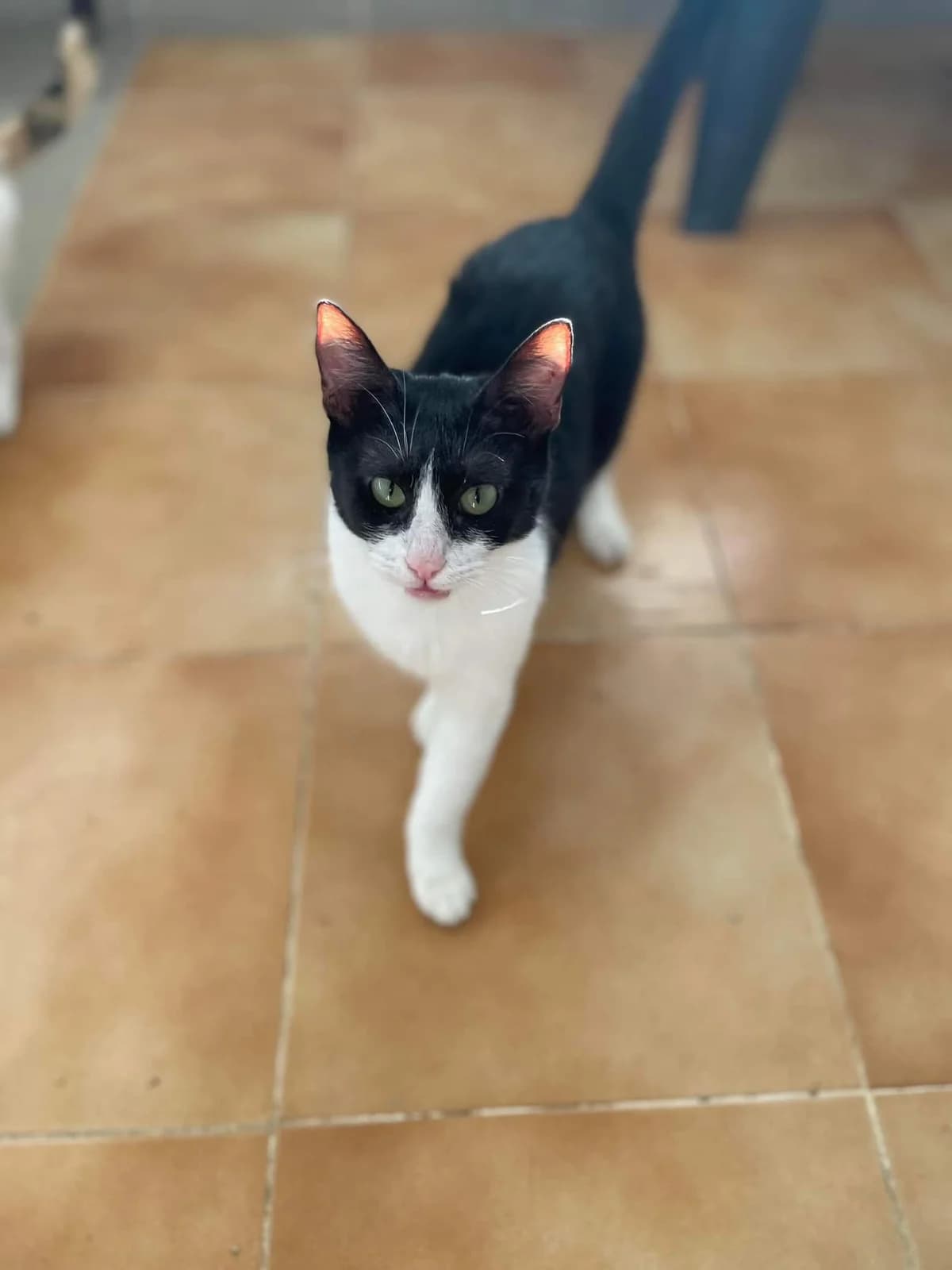 🐾💟🐾WINIE🐾💟🐾, Mixed Breed for adoption at Amys Pfotenfreunde e.V., Langenhagen