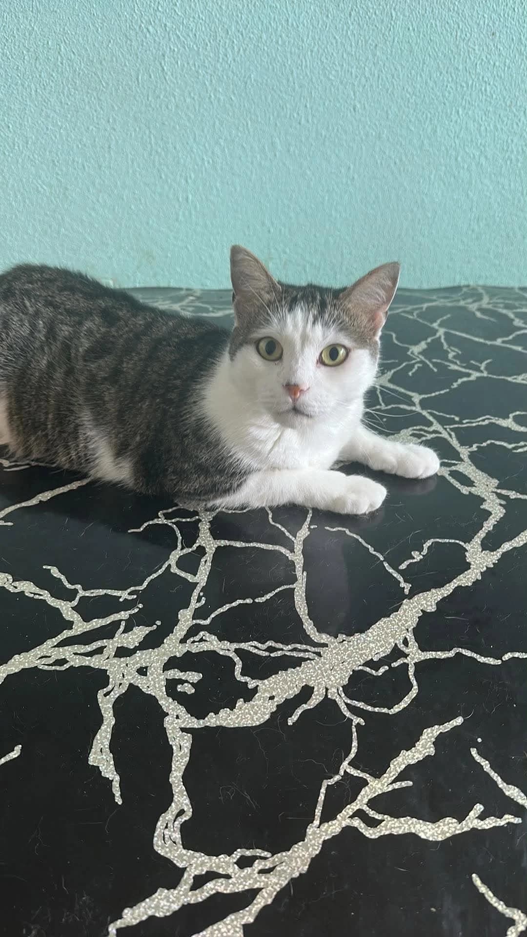 🐾💟🐾MALIPAS🐾💟🐾, Mixed Breed for adoption at Amys Pfotenfreunde e.V., Langenhagen