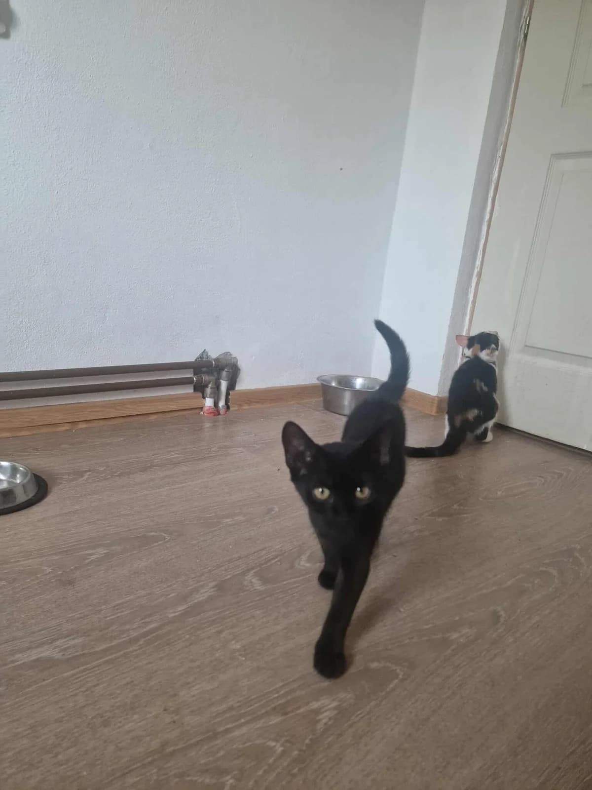🐾💟🐾MALIPAS🐾💟🐾, Mixed Breed for adoption at Amys Pfotenfreunde e.V., Langenhagen