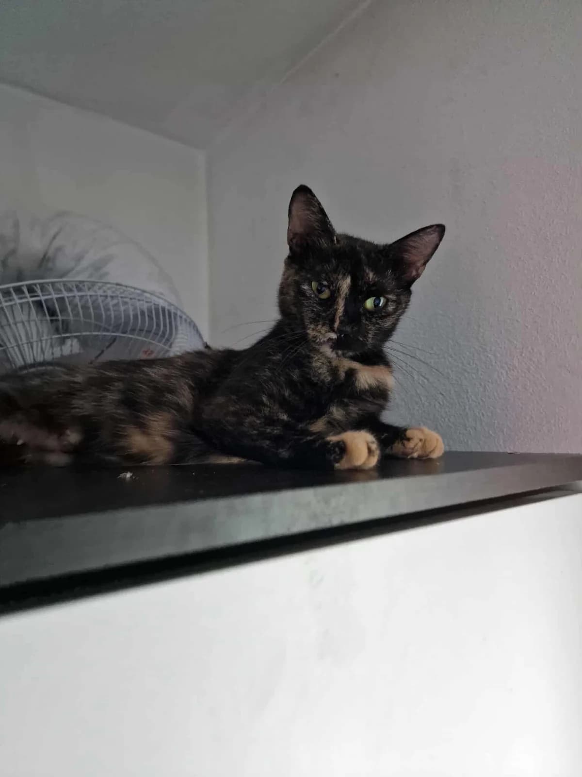🐾💟🐾MALIPAS🐾💟🐾, Mixed Breed for adoption at Amys Pfotenfreunde e.V., Langenhagen