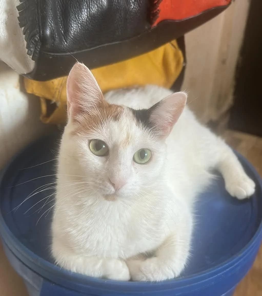 🐾💟🐾SWEENEY🐾💟🐾, Mixed Breed for adoption at Amys Pfotenfreunde e.V., Langenhagen