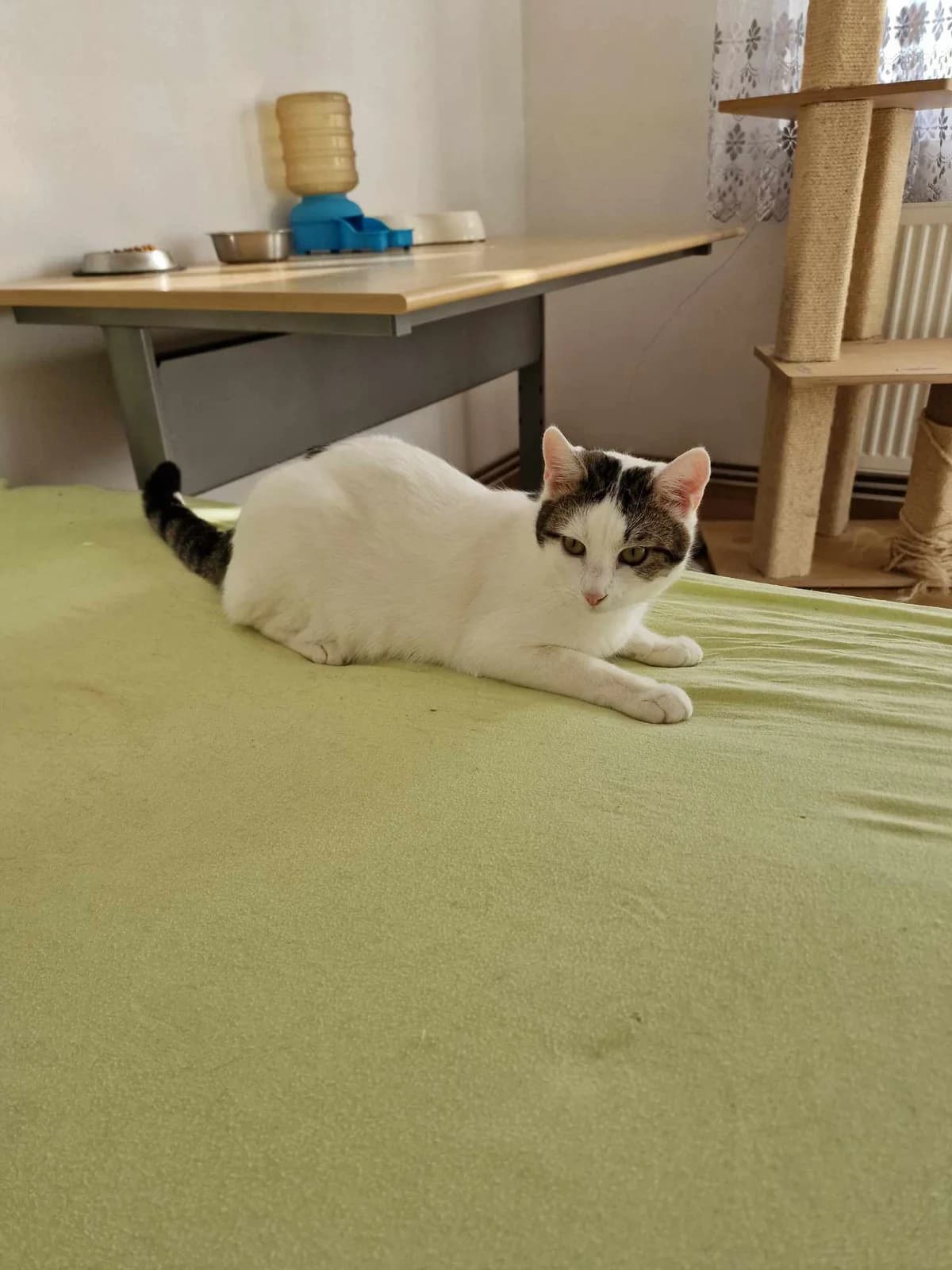 🐾💟🐾SWEENEY🐾💟🐾, Mixed Breed for adoption at Amys Pfotenfreunde e.V., Langenhagen