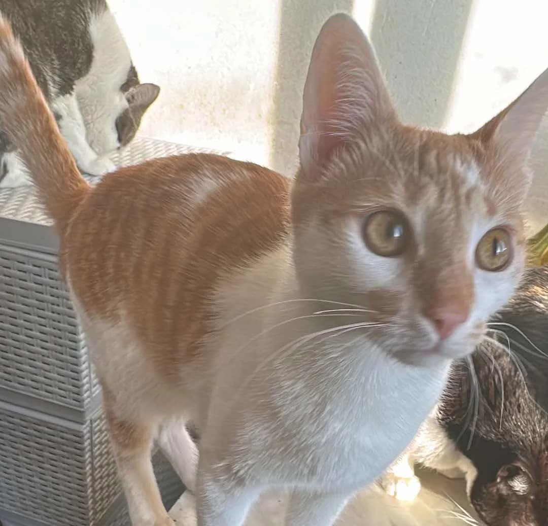🐾💟🐾SWEENEY🐾💟🐾, Mixed Breed for adoption at Amys Pfotenfreunde e.V., Langenhagen
