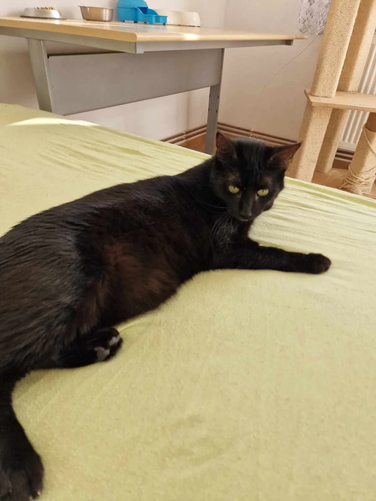 πΎππΎ TOFFY πΎππΎ, Mixed Breed for adoption at Amys Pfotenfreunde e.V., Langenhagen