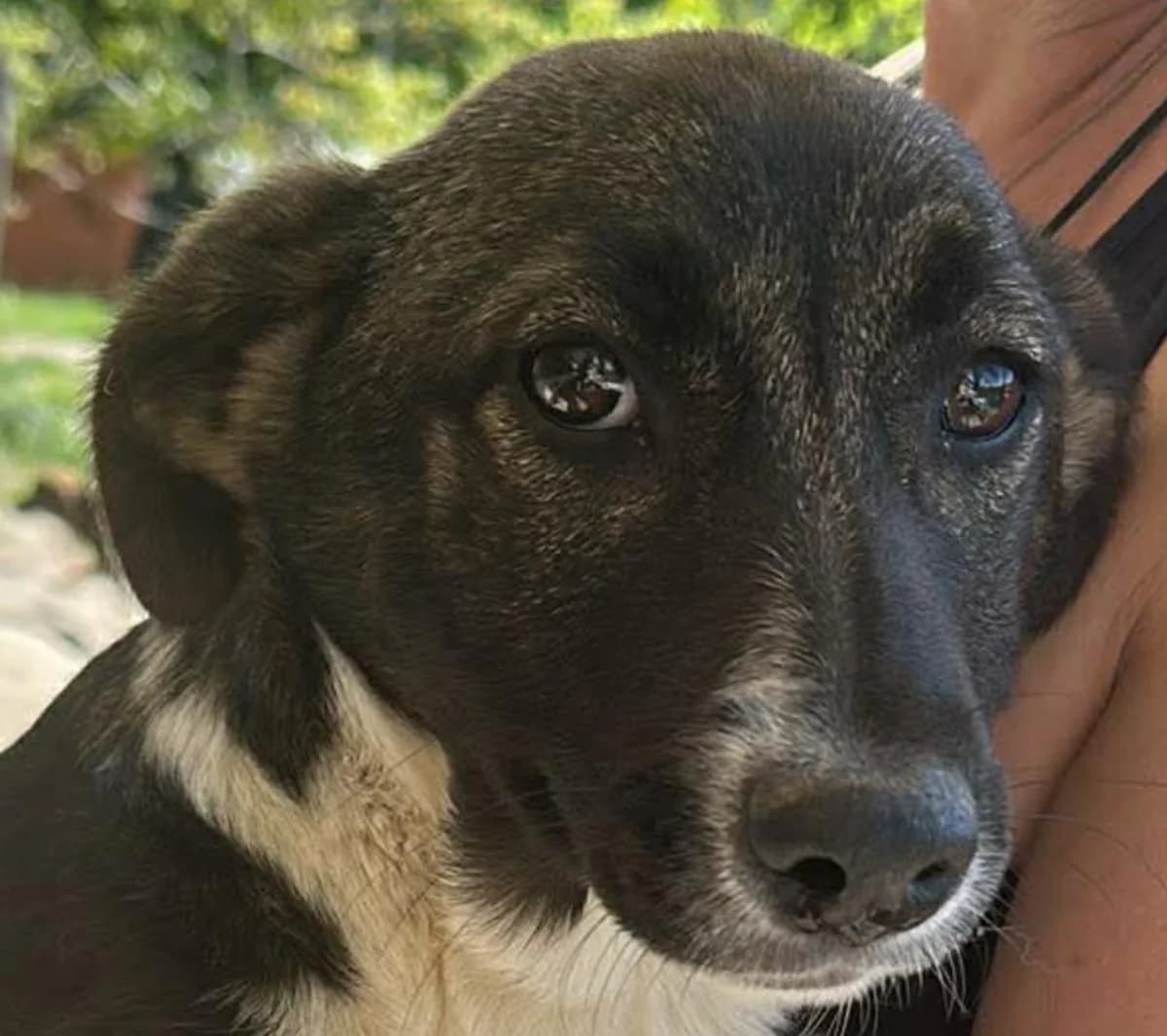 🐾💟🐾 MILLA 🐾💟🐾, Mixed Breed for adoption at Amys Pfotenfreunde e.V., Langenhagen