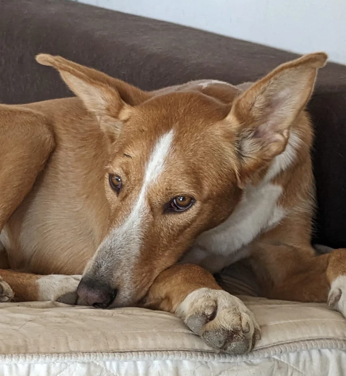 MELLY, female Mixed Breed for adoption at Animal Help Espania, Odelzhausen