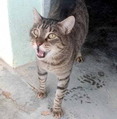 CÁDIZ, male Mixed Breed for adoption at Animal Help Espania, Odelzhausen
