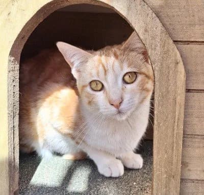 EVORA, female Mixed Breed for adoption at Animal Help Espania, Odelzhausen