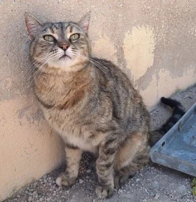 MICAELA, female 3yo Mixed Breed for adoption at Animal Help Espania, Odelzhausen