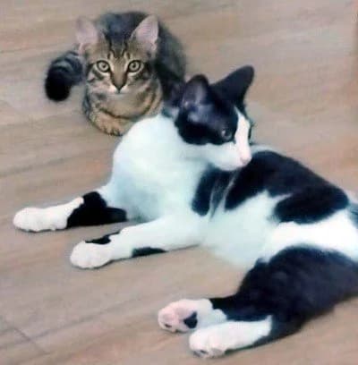 ELIS & PIRULETA, grau male Mixed Breed for adoption at Animal Help Espania, Odelzhausen