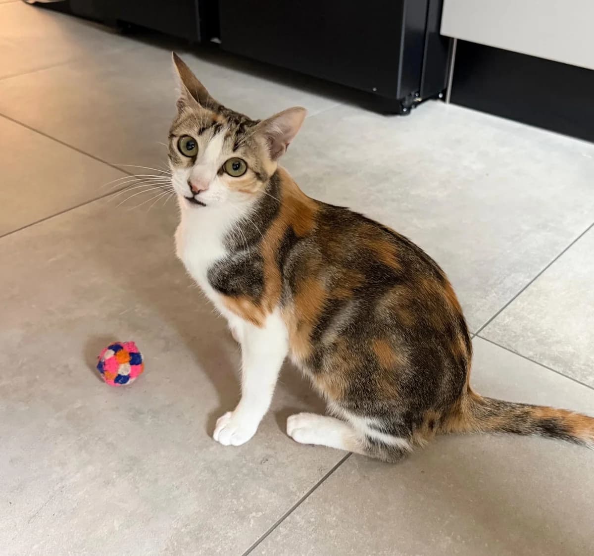 LULÚ, female Mixed Breed for adoption at Animal Help Espania, Odelzhausen