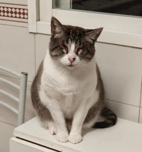 FLACA & KINOA, grau female senior Mixed Breed for adoption at Animal Help Espania, Odelzhausen