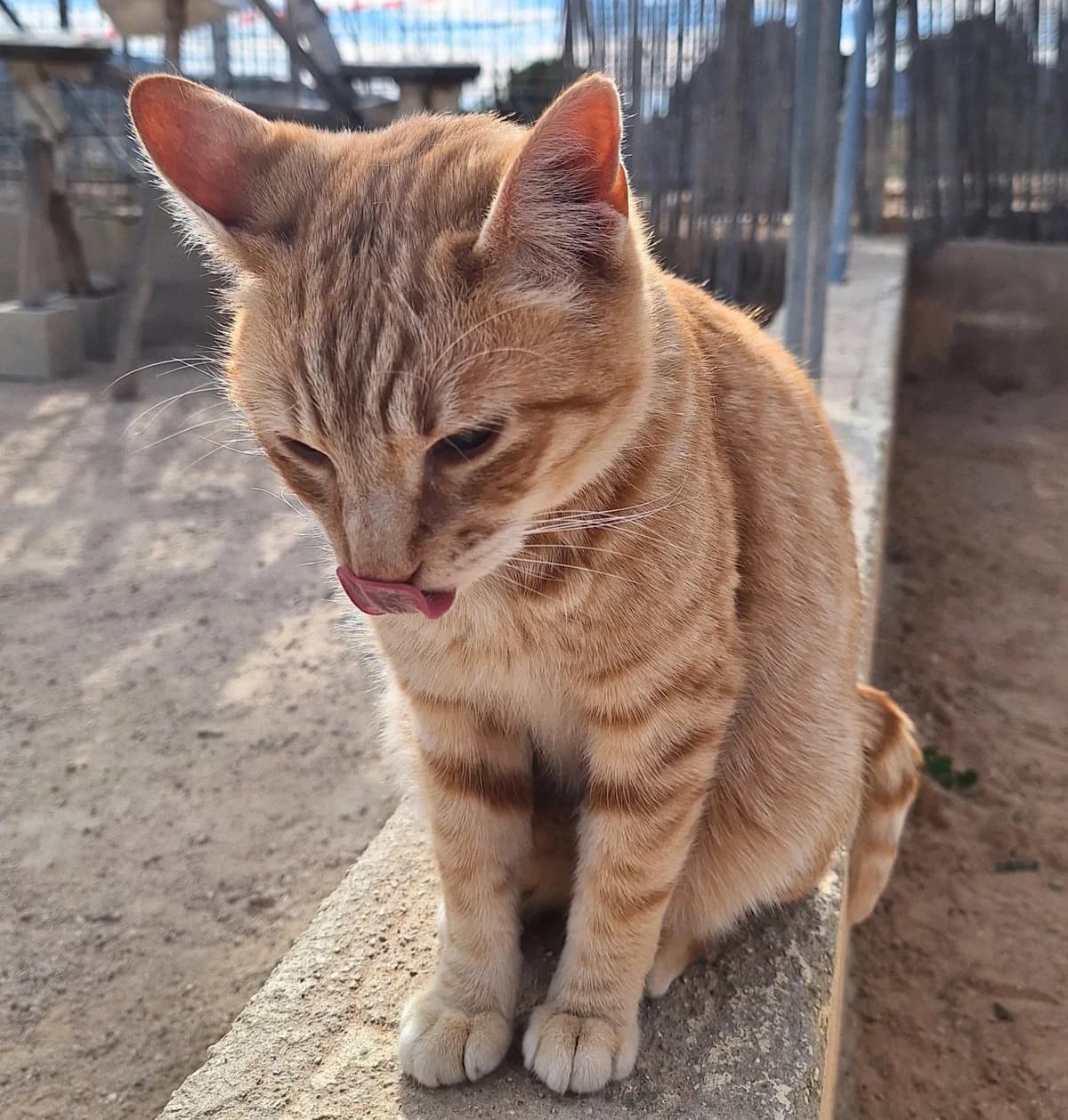 GARFIELD, male Mixed Breed for adoption at Animal Help Espania, Odelzhausen