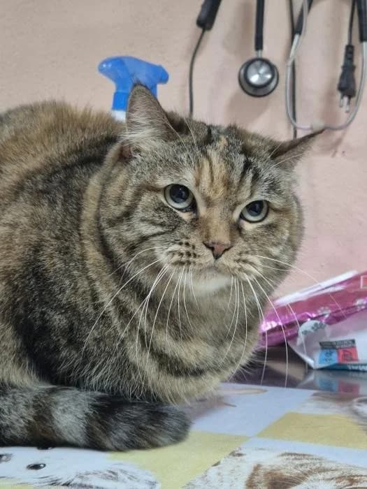 MARGARET, female Mixed Breed for adoption at Animal Help Espania, Odelzhausen