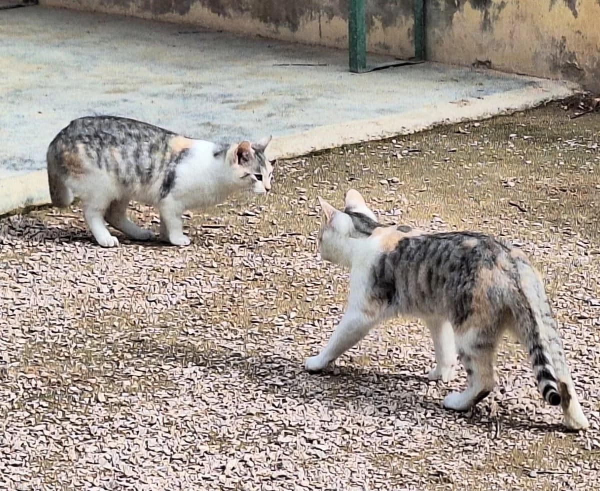 ALASKA & NEVADA, female Mixed Breed for adoption at Animal Help Espania, Odelzhausen