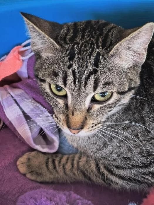 DONATELLA, female Mixed Breed for adoption at Animal Help Espania, Odelzhausen
