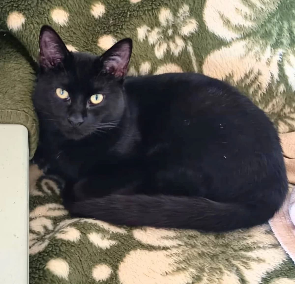 ATLAS, male Mixed Breed for adoption at Animal Help Espania, Odelzhausen