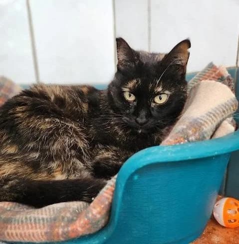 REBECA, female Mixed Breed for adoption at Animal Help Espania, Odelzhausen