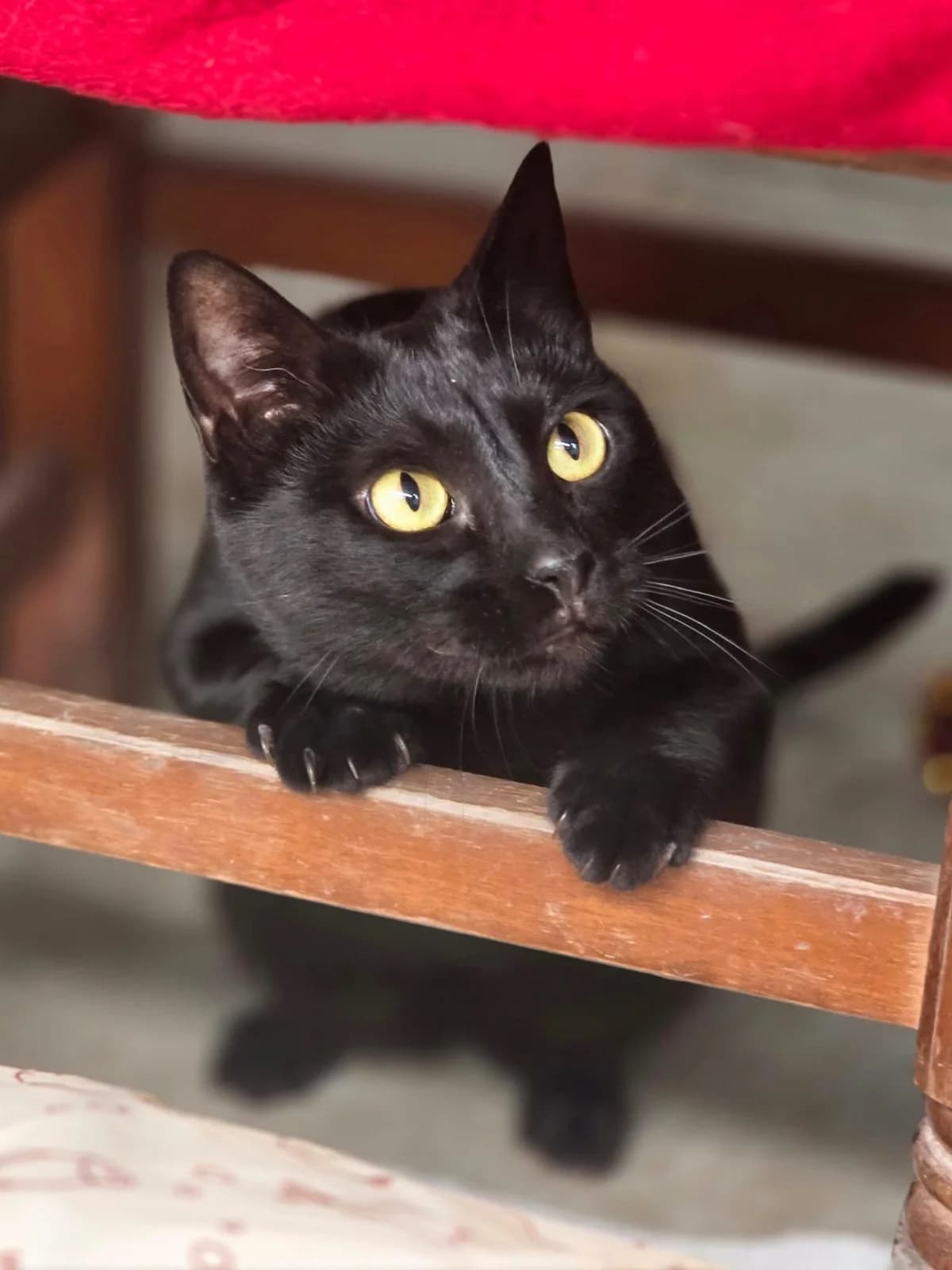 DAISY, female young Mixed Breed for adoption at Animal Help Espania, Odelzhausen