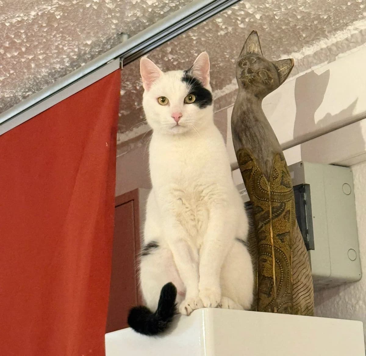 PINKI, male 3yo Mixed Breed for adoption at Animal Help Espania, Odelzhausen
