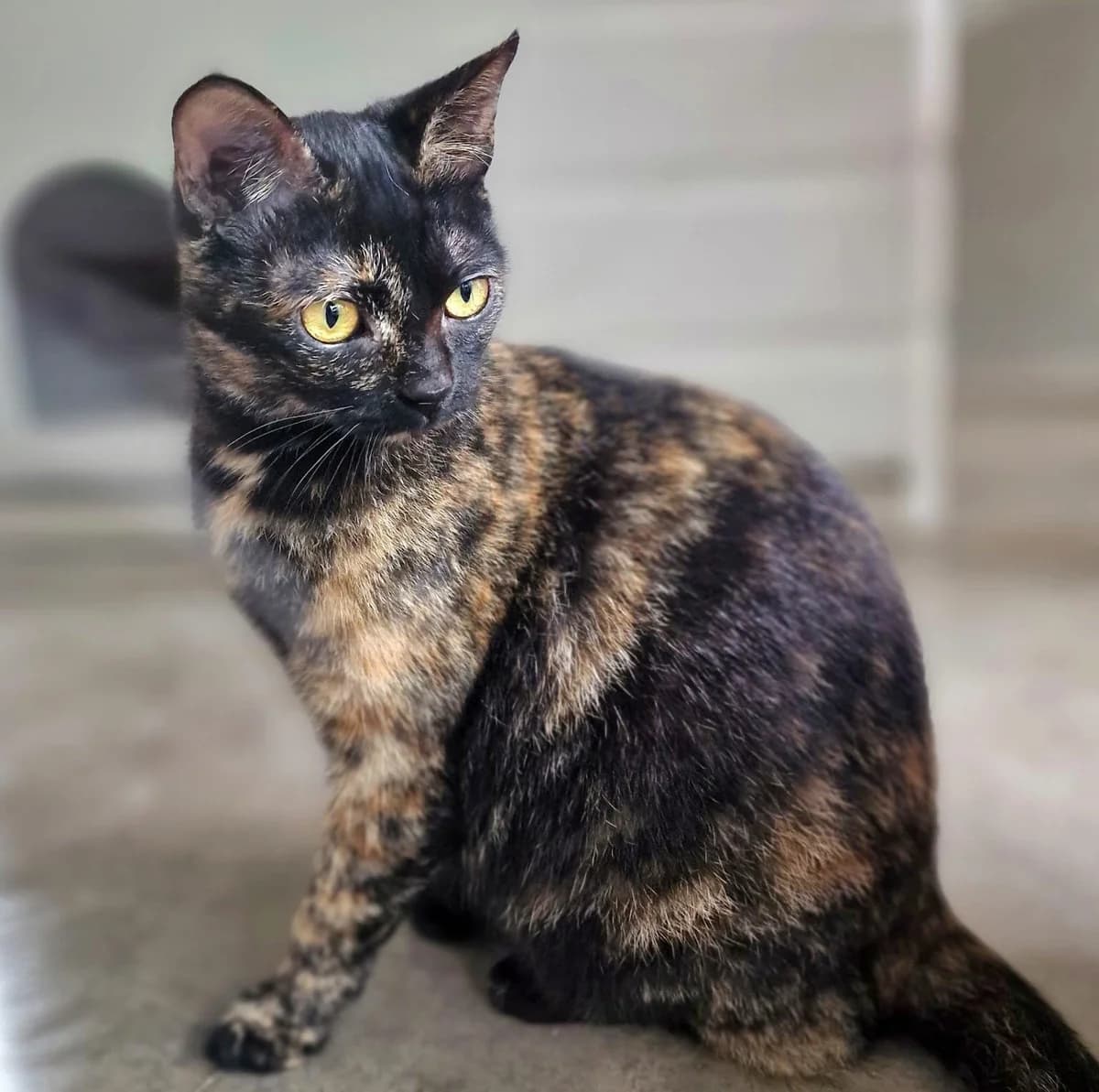 MERCEDES, female young Mixed Breed for adoption at Animal Help Espania, Odelzhausen