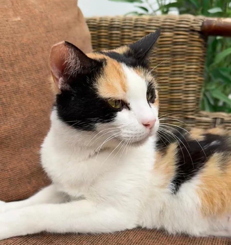 TANYA, female young Mixed Breed for adoption at Animal Help Espania, Odelzhausen