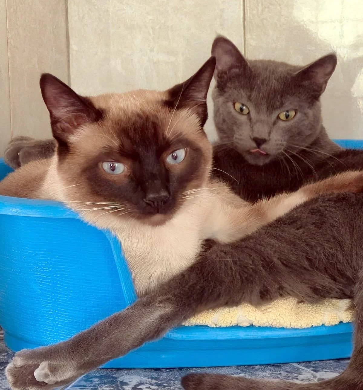 BRONZE & SMOKEY, male Mixed Breed for adoption at Animal Help Espania, Odelzhausen