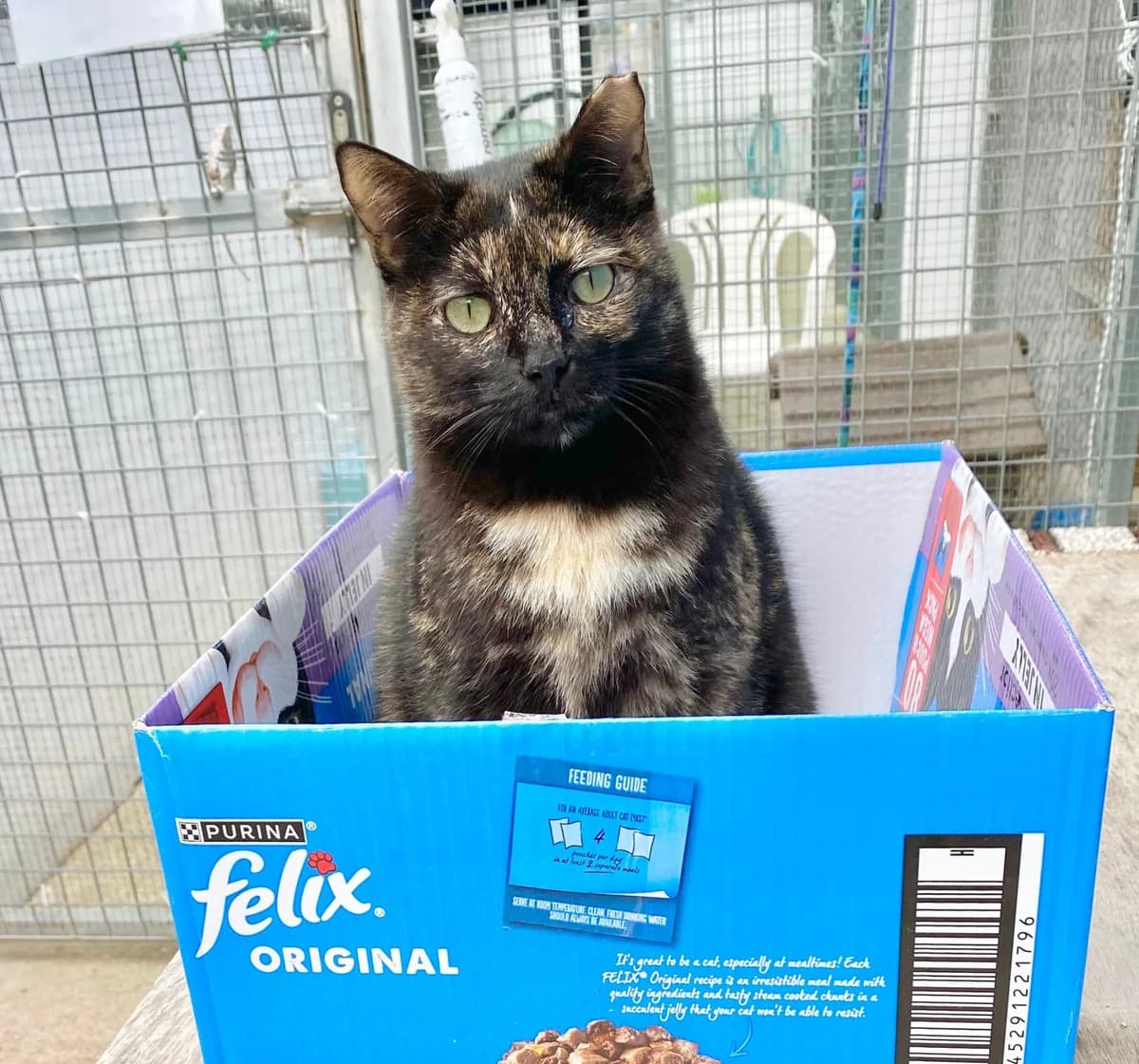 ESMERALDA, female 3yo Mixed Breed for adoption at Animal Help Espania, Odelzhausen