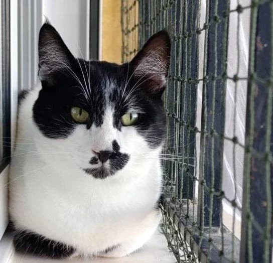 LUNARES, male Mixed Breed for adoption at Animal Help Espania, Odelzhausen