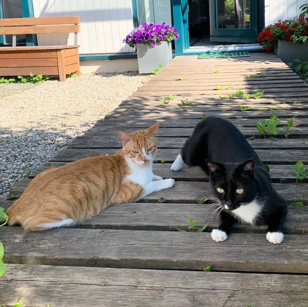 AMY & MICKY, schwarz female senior Mixed Breed for adoption at Animal Help Espania, Odelzhausen