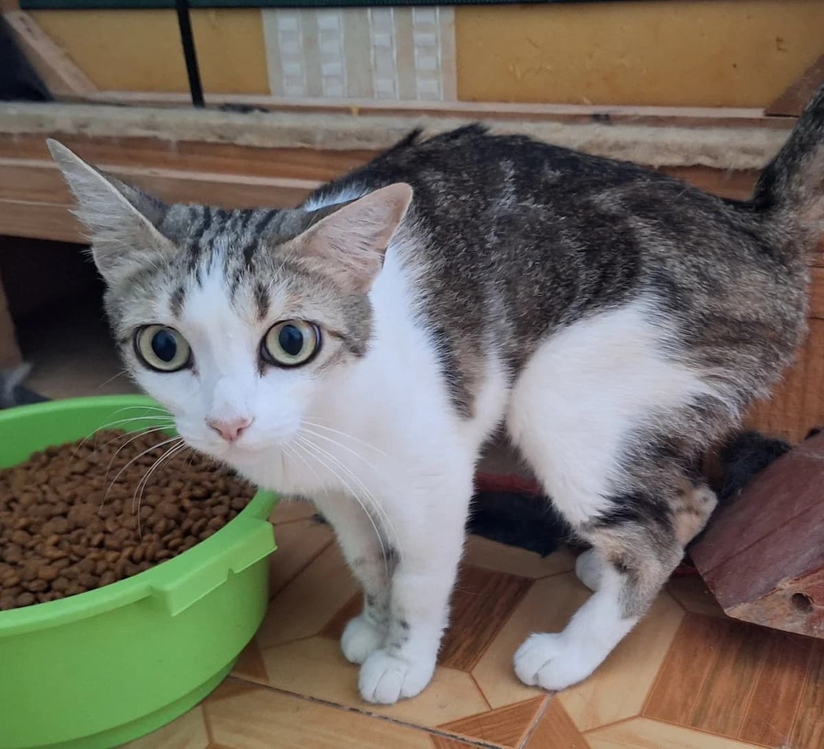 NOA, female Mixed Breed for adoption at Animal Help Espania, Odelzhausen