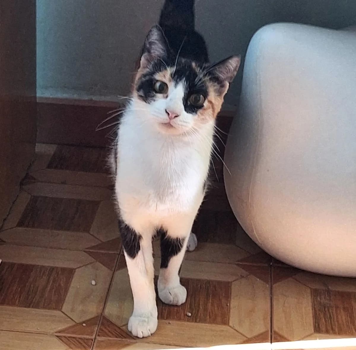 HADA, female Mixed Breed for adoption at Animal Help Espania, Odelzhausen