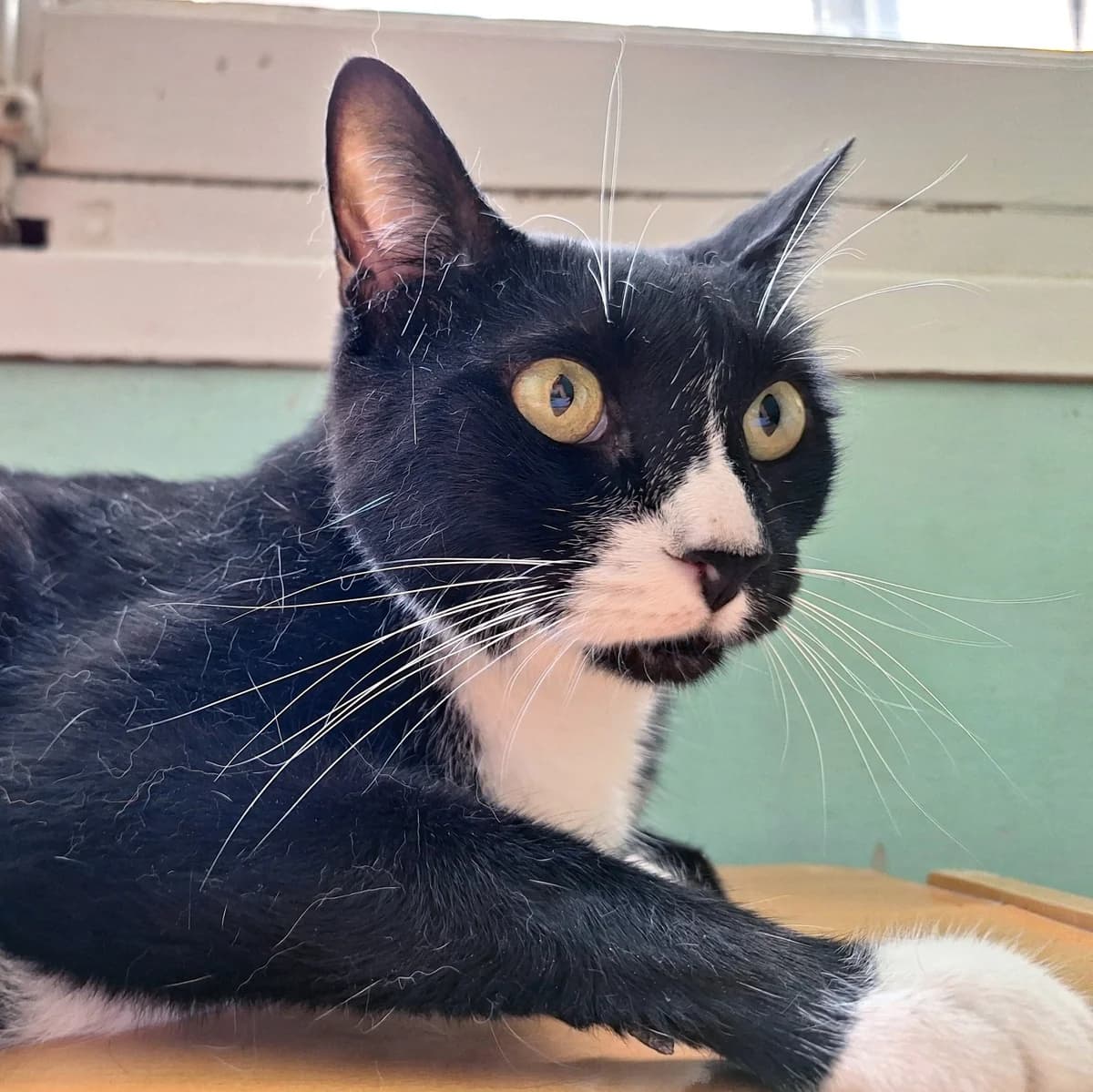 HADES, male Mixed Breed for adoption at Animal Help Espania, Odelzhausen