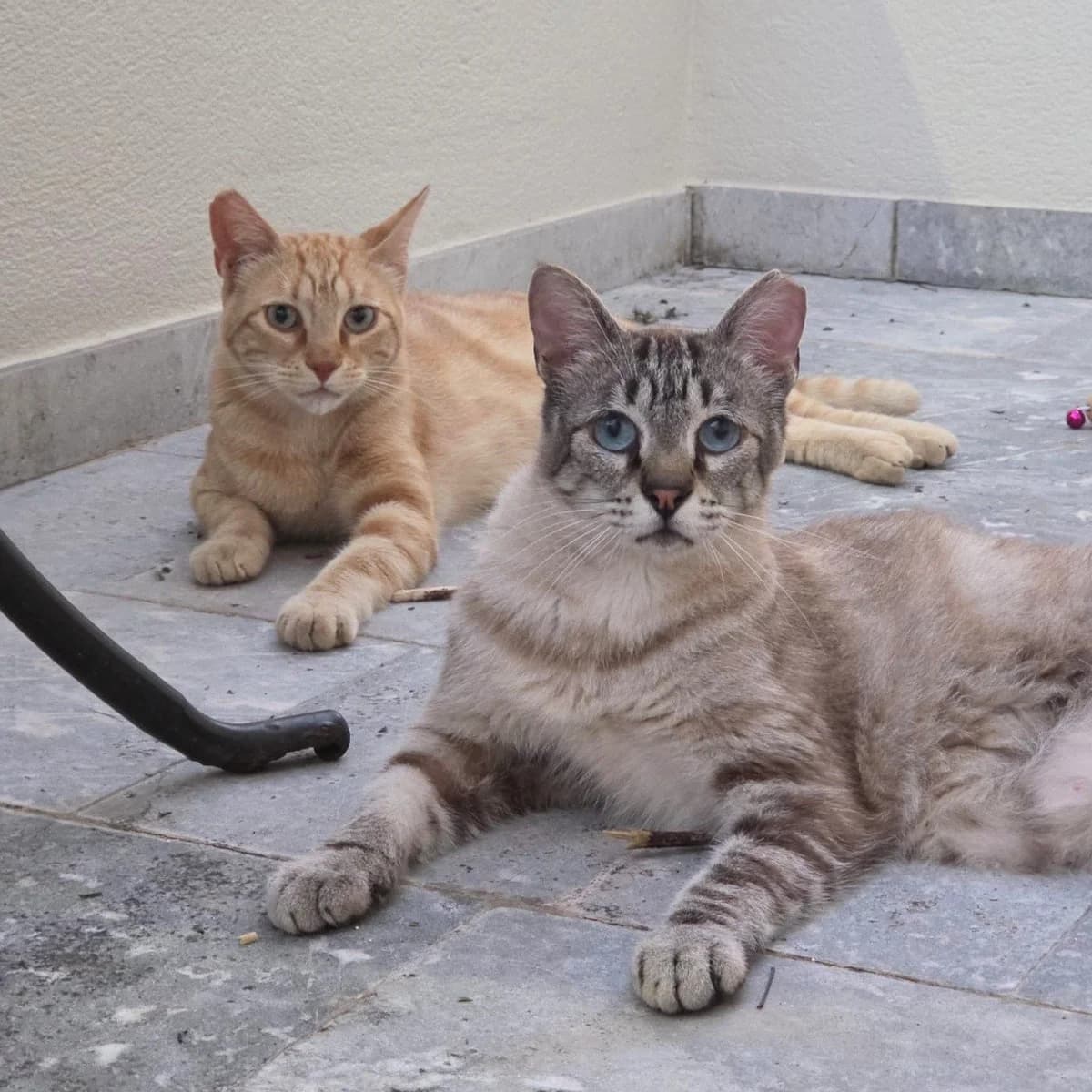 LALA & TINKY, female young Mixed Breed for adoption at Animal Help Espania, Odelzhausen