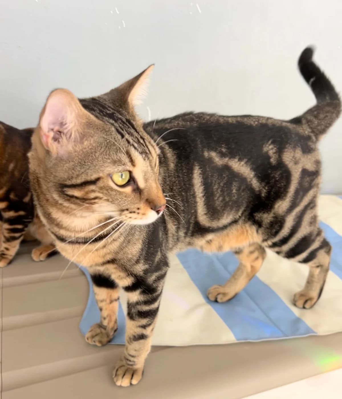 SIMBA & MAXIMUS, male senior Mixed Breed for adoption at Animal Help Espania, Odelzhausen
