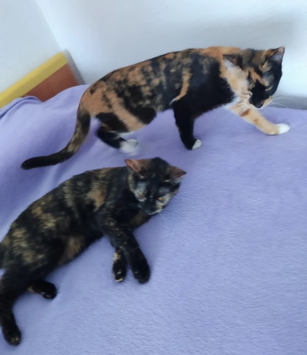 ESTRELLA & NUTELLA, female Mixed Breed for adoption at Animal Help Espania, Odelzhausen