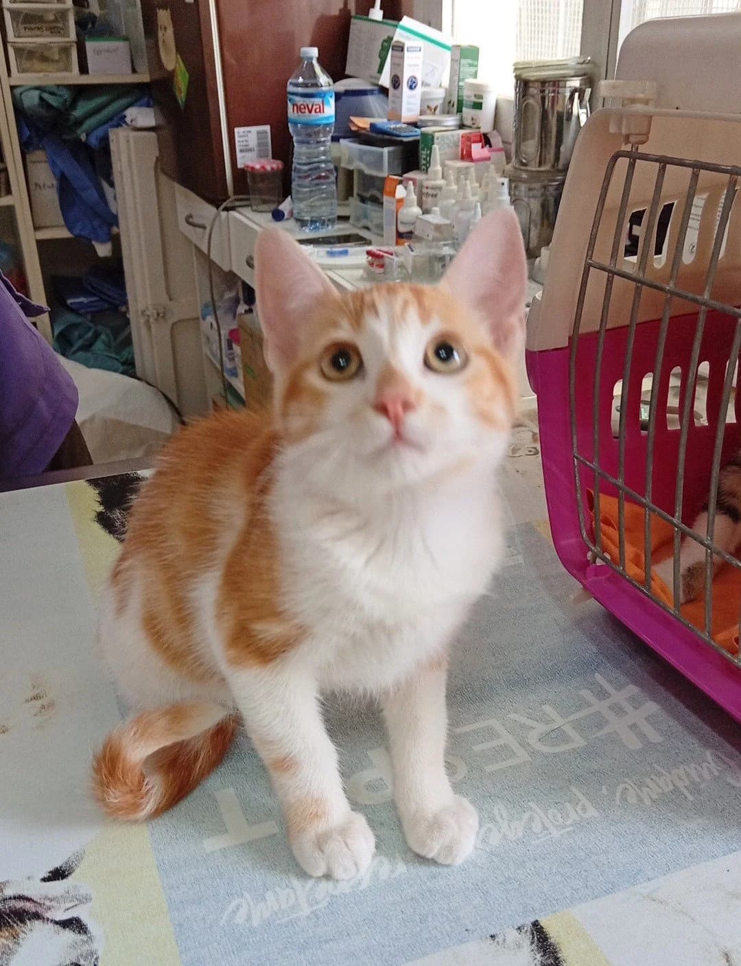 MALU, MERLIN, MIA & MOMO, female Mixed Breed for adoption at Animal Help Espania, Odelzhausen