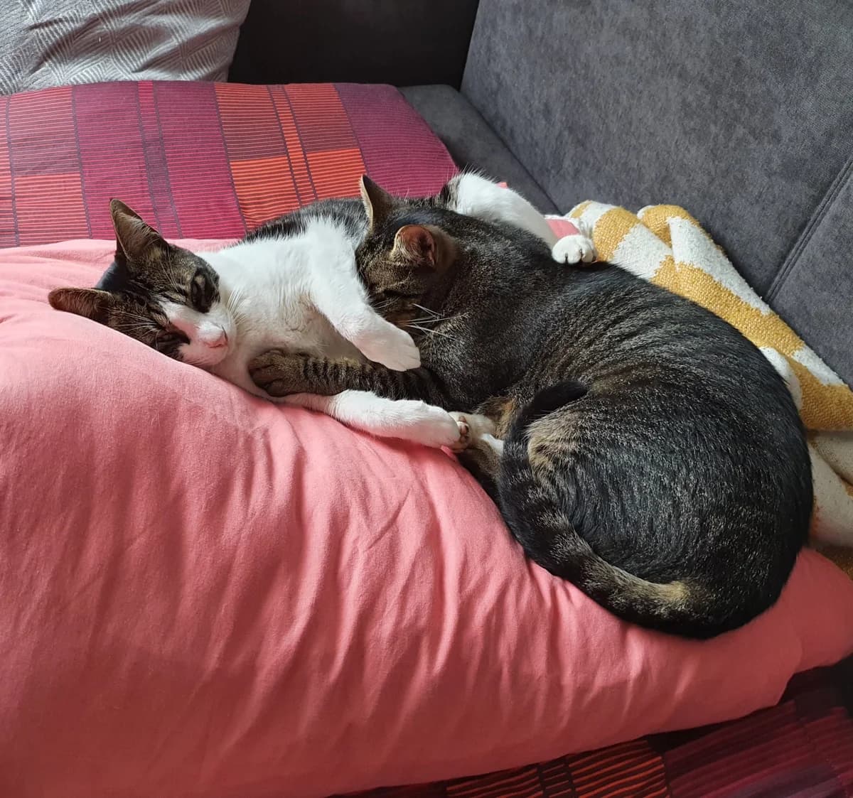 FIODOR & GUSY, getigert male 7yo Mixed Breed for adoption at Animal Help Espania, Odelzhausen