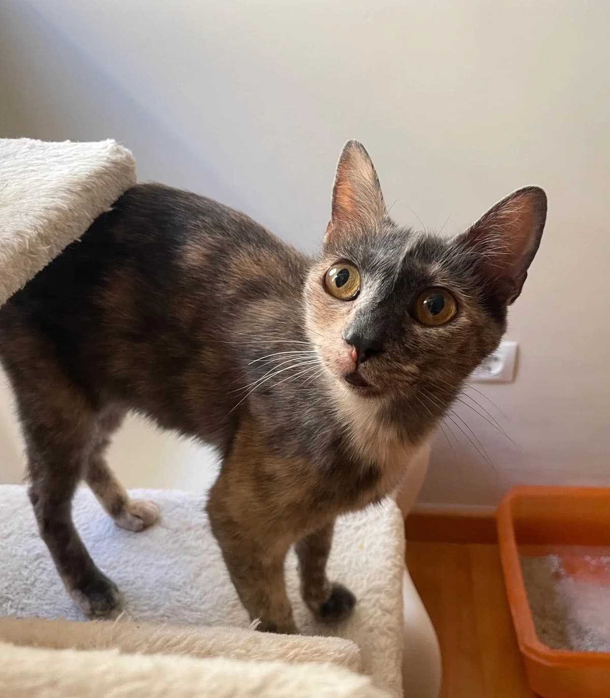 LOTTA, female Mixed Breed for adoption at Animal Help Espania, Odelzhausen