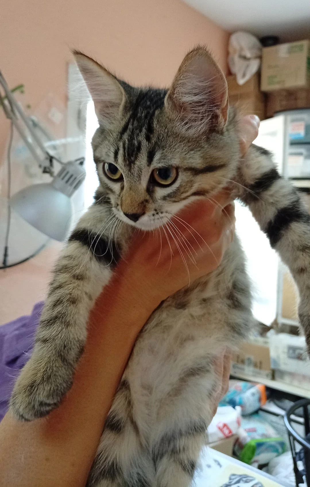 MIA & MOMO, female Mixed Breed for adoption at Animal Help Espania, Odelzhausen
