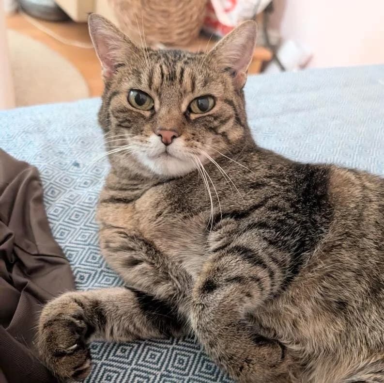 SISSI, female senior Mixed Breed for adoption at Animal Help Espania, Odelzhausen