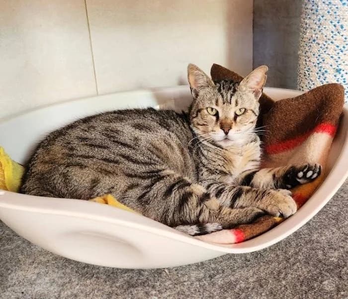 JOHN, male Mixed Breed for adoption at Animal Help Espania, Odelzhausen