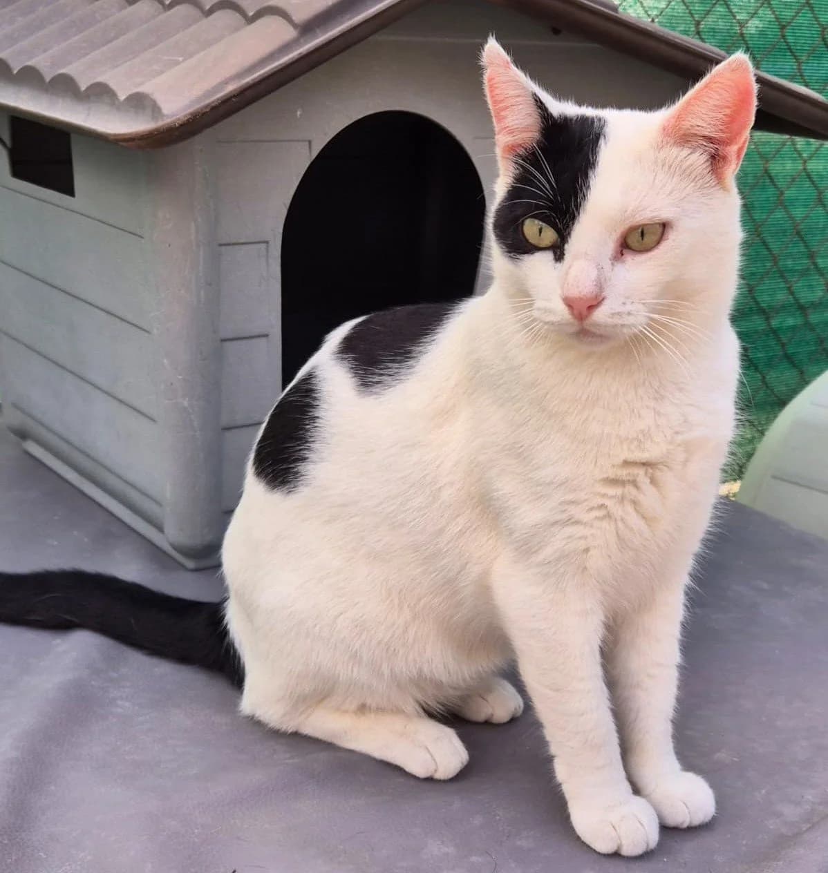 PIRATA, male Mixed Breed for adoption at Animal Help Espania, Odelzhausen