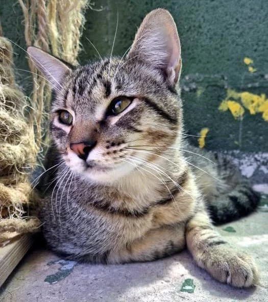 UNAY & UTAH, male Mixed Breed for adoption at Animal Help Espania, Odelzhausen