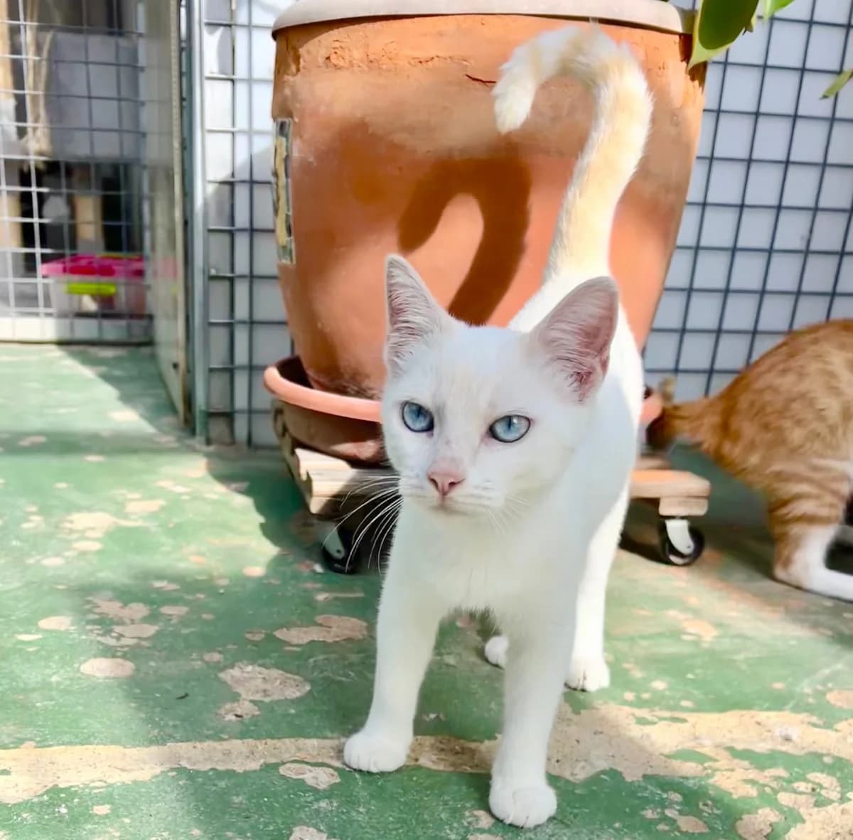 BLANCO, male puppy Mixed Breed for adoption at Animal Help Espania, Odelzhausen
