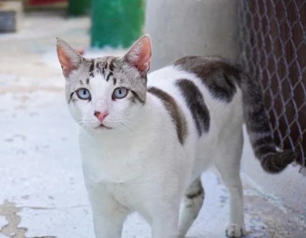 PAMPAM, male Mixed Breed for adoption at Animal Help Espania, Odelzhausen