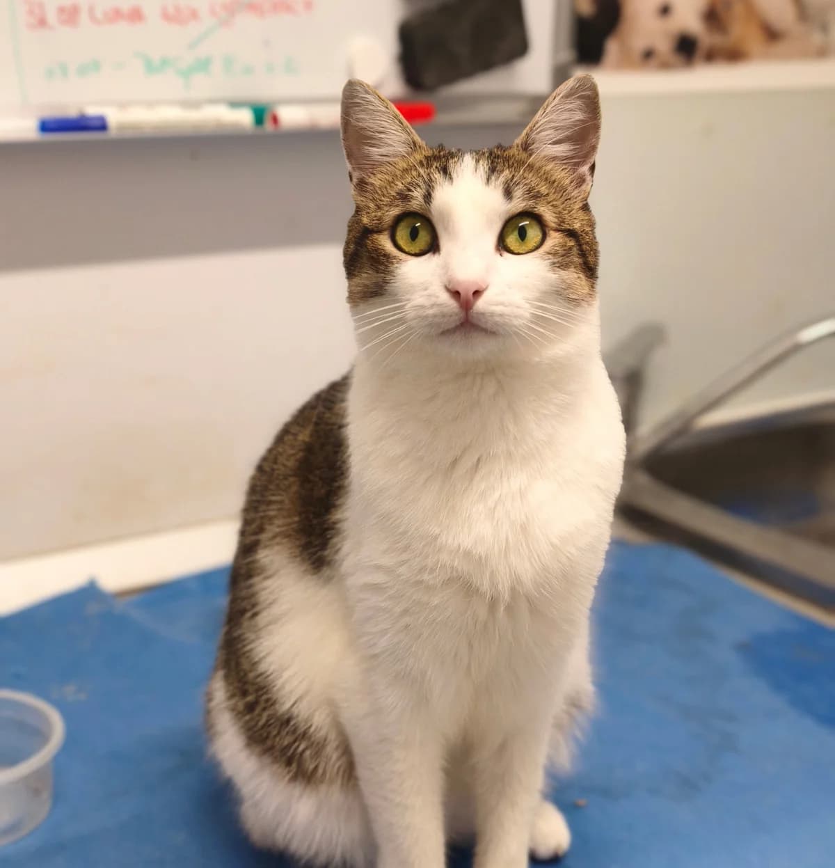 RIA, female Mixed Breed for adoption at Animal Help Espania, Odelzhausen